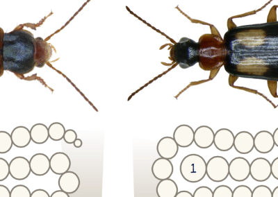 Beetle Blitz!
